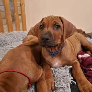 Rhodeský Ridgeback s PP - vymazlený Jeremy právě k odběru