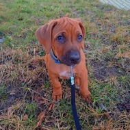 Rhodeský Ridgeback s PP - vymazlený Jeremy právě k odběru