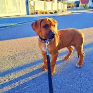 Rhodeský Ridgeback s PP - vymazlený Jeremy právě k odběru