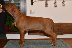 Rhodeský Ridgeback s PP - vymazlený Jeremy právě k odběru