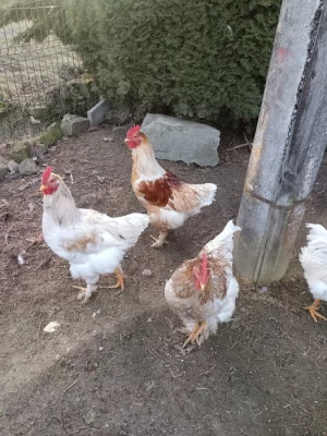 Kohouti