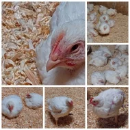 Domácí  brojlerová kuřata a pekingské kachny