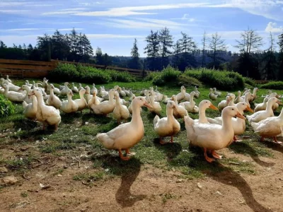 Domácí  brojlerová kuřata a pekingské kachny