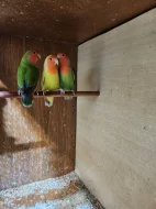 AGAPORNIS RŮŽOHRDLÝ