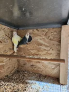AGAPORNIS RŮŽOHRDLÝ
