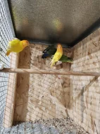 AGAPORNIS RŮŽOHRDLÝ