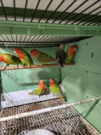 AGAPORNIS RŮŽOHRDLÝ