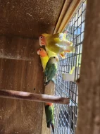 AGAPORNIS RŮŽOHRDLÝ