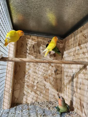 AGAPORNIS RŮŽOHRDLÝ