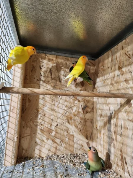 AGAPORNIS RŮŽOHRDLÝ