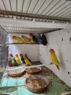 AGAPORNIS RŮŽOHRDLÝ