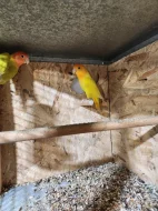 AGAPORNIS RŮŽOHRDLÝ
