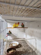 AGAPORNIS RŮŽOHRDLÝ