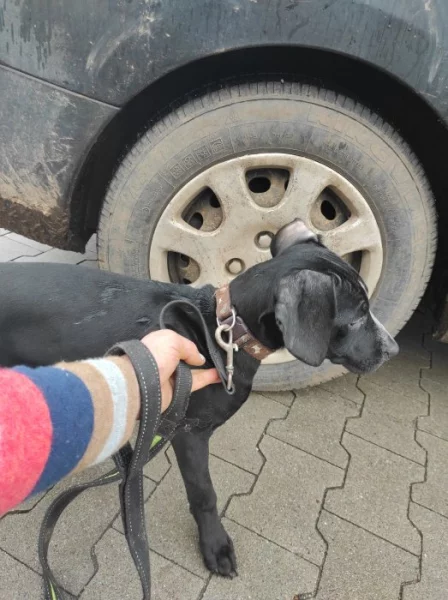 Zadarmo Welpe Amstaff 5 mesice