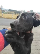 Zadarmo Welpe Amstaff 5 mesice