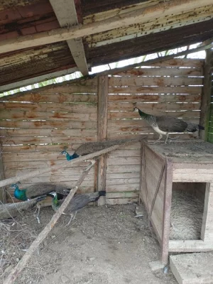 Prodám