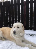 Daruji psa rasy slovenský čuvač