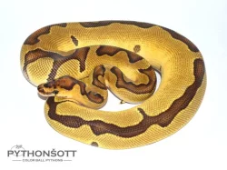 KRAJTA KRÁLOVSKÁ - Python regius