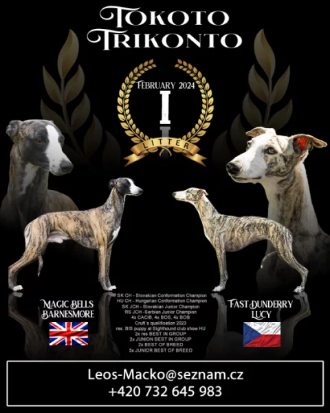 Whippet štěňátka s PP