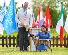 Whippet štěňátka s PP