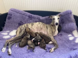 Whippet štěňátka s PP