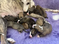Whippet štěňátka s PP