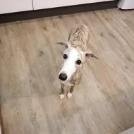 Whippet štěňátka s PP
