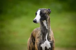 Whippet štěňátka s PP