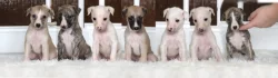 Whippet štěňátka s PP