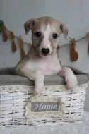 Whippet štěňátka s PP