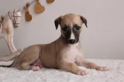 Whippet štěňátka s PP