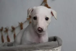 Whippet štěňátka s PP