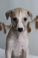 Whippet štěňátka s PP