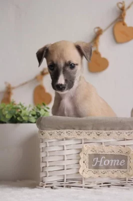 Whippet štěňátka s PP