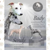 Whippet štěňátka s PP