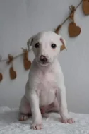 Whippet štěňátka s PP