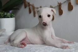 Whippet štěňátka s PP