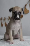 Whippet štěňátka s PP