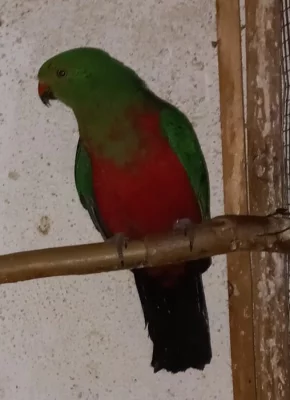 Papoušek královský