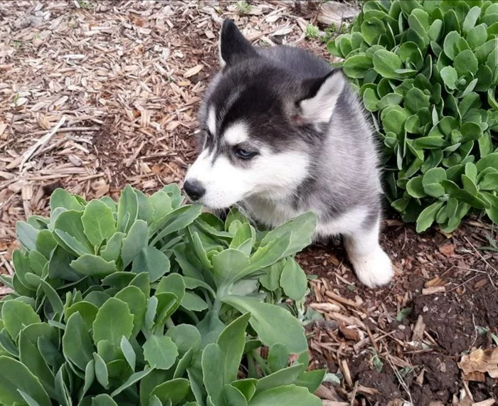 Sibiřský husky