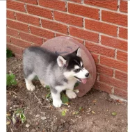 Sibiřský husky