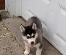 Sibiřský husky