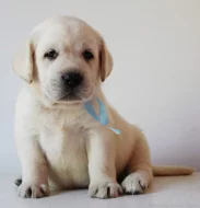 Nabízme světlá a černá štěňátka labradorů s PP