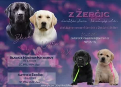 Nabízme světlá a černá štěňátka labradorů s PP