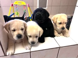 Nabízme světlá a černá štěňátka labradorů s PP