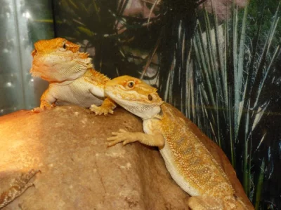 Agama vousatá (Pogona vitticeps)