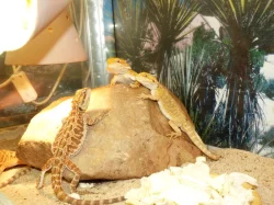 Agama vousatá (Pogona vitticeps)