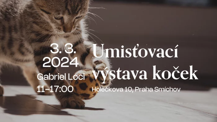 Umísťovací výstava koček