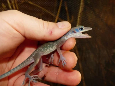 Anolis jeskynní (Anolis bartschii 2,0