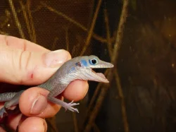 Anolis jeskynní (Anolis bartschii 2,0